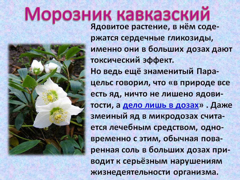 Морозник описание растения. Зимовник морозник. Морозник кавказский цветок. Морозник ядовитые растения. Морозник (Helleborus) кавказский.