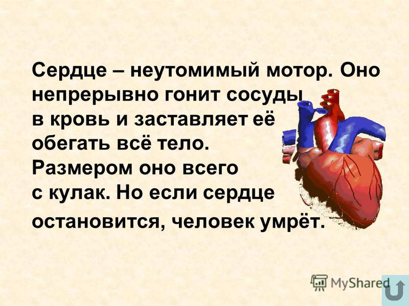Может ли остановиться сердце. Если у человека остановилось сердце. Если сердце остановится. Почему сердце не останавливается.