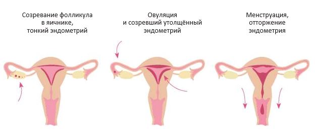 Фото Месячных Кисок