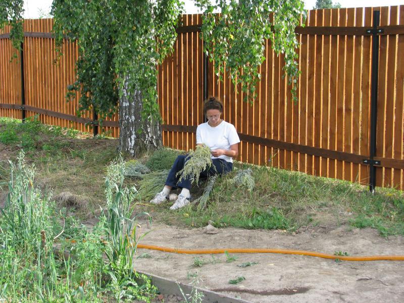 Можно ли сажать березу во дворе дома. Березки на участке. Березы на дачном участке. Ландшафтный дизайн с березами на участке. Береза во дворе.