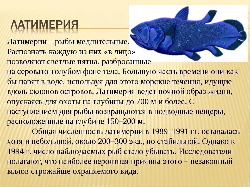 Сообщение про класс рыб. Кистеперая Латимерия. Латимерия рыба строение. Кистепёрые рыбы Латимерия. Латимерия это в биологии.