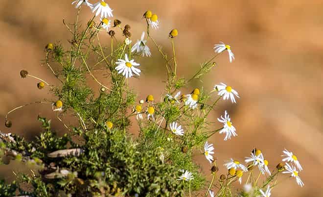 antigistaminnyj-ehffekt