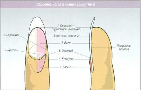 Схема ногтя сбоку