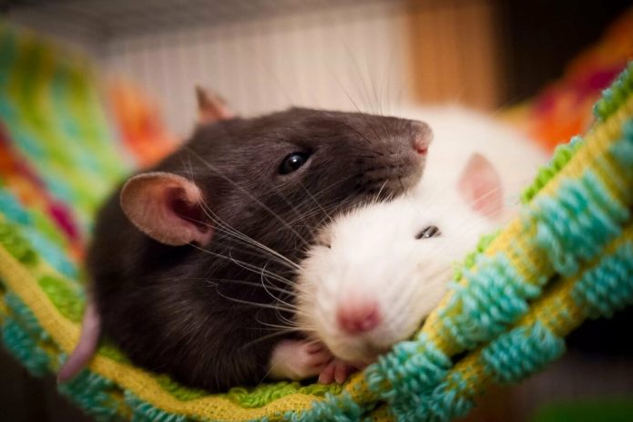 Две крысы спят в гамаке