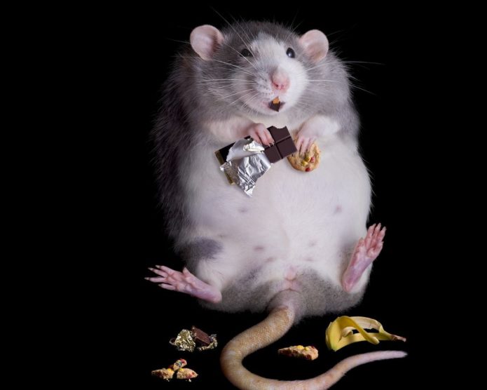 Толстая крыса с шоколадом