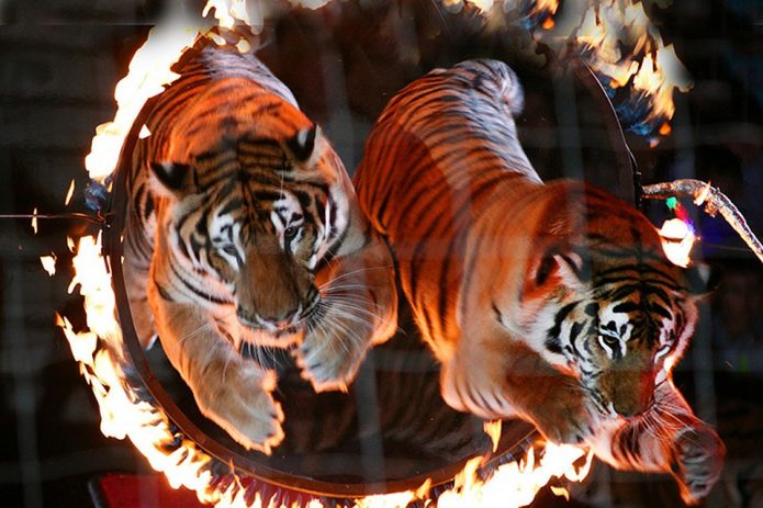 Тигры прыгают через горящее кольцо