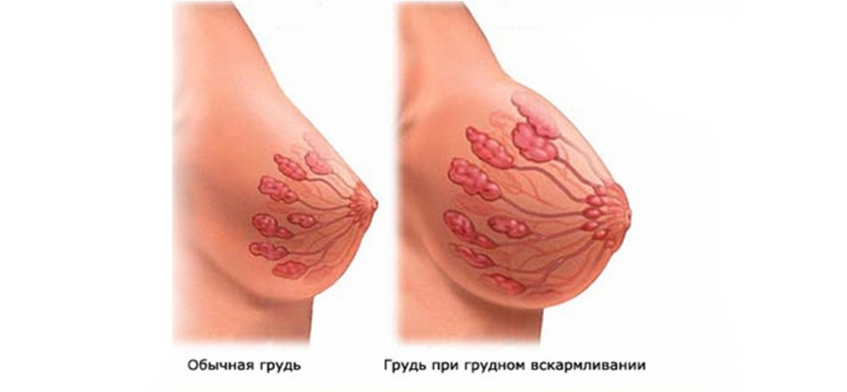 грудь при беременности кожа (120) фото