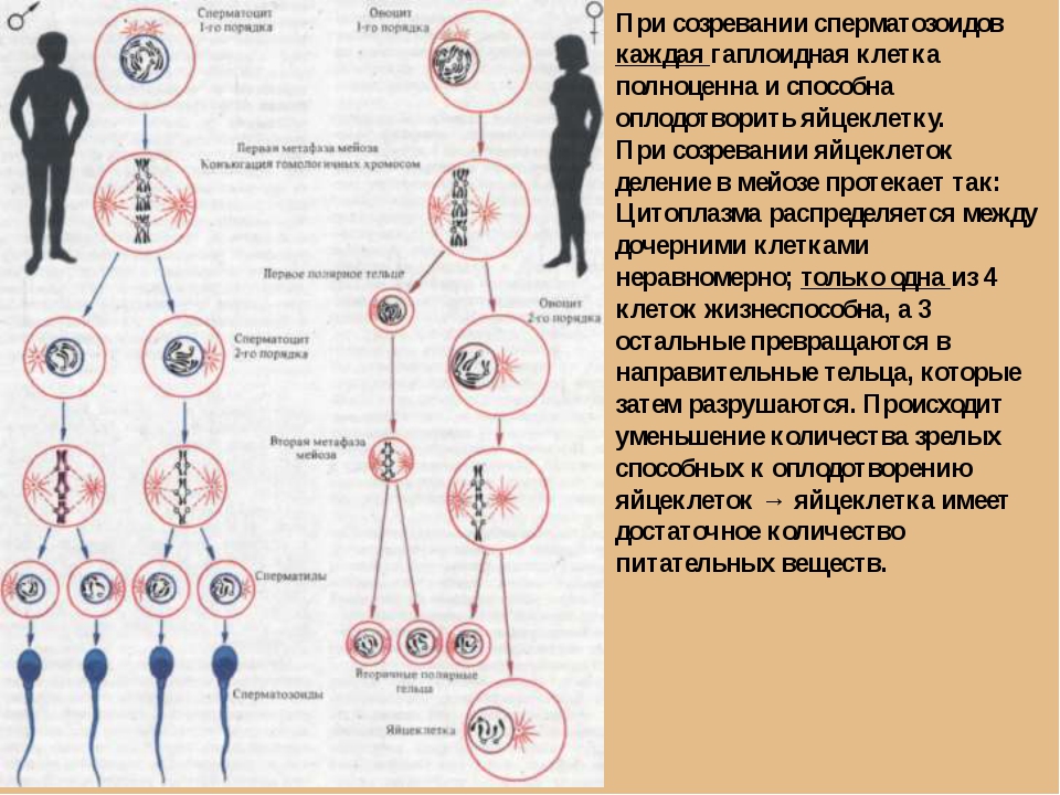 Яйцеклетка гаплоидная. Созревание яйцеклетки в мейозе. Созревание сперматозоидов. Количество яйцеклеток и сперматозоидов. Редукционное деление сперматозоидов.