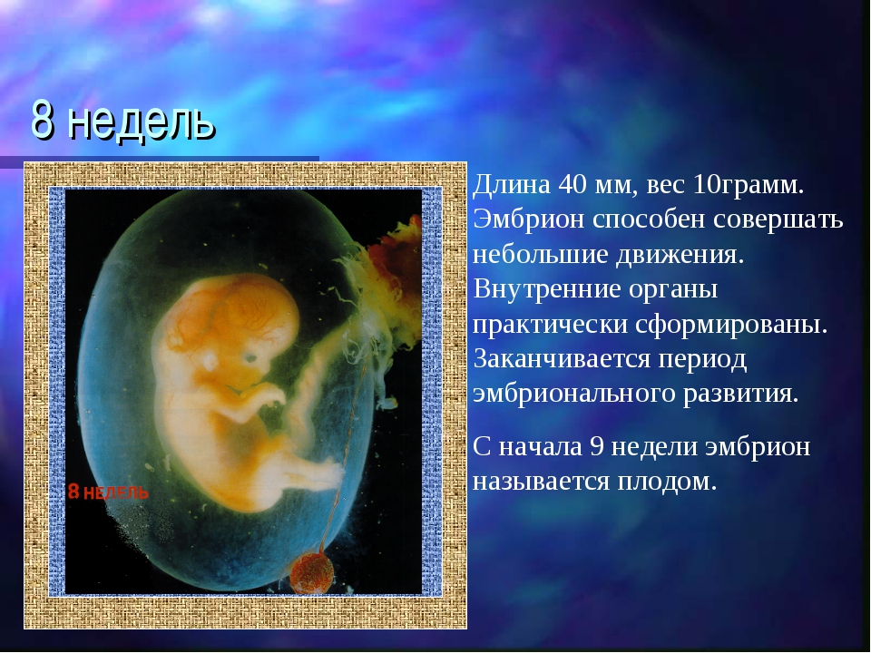 Россия 8 недель. Размер ребенка на 8 неделе. Ребёнок на 8юнеделе беременности. Эмбрион на 8 неделе беременности.