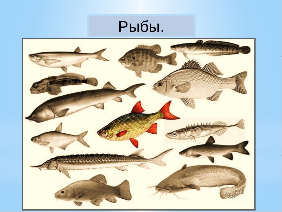 Рыбы обитатели водоемов. Рыбы пресноводных водоемов. Рыбы которые обитают в пресной воде. Картинки речных рыб.