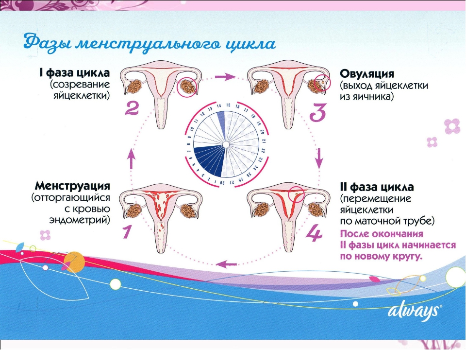 Вторая фаза менструационного