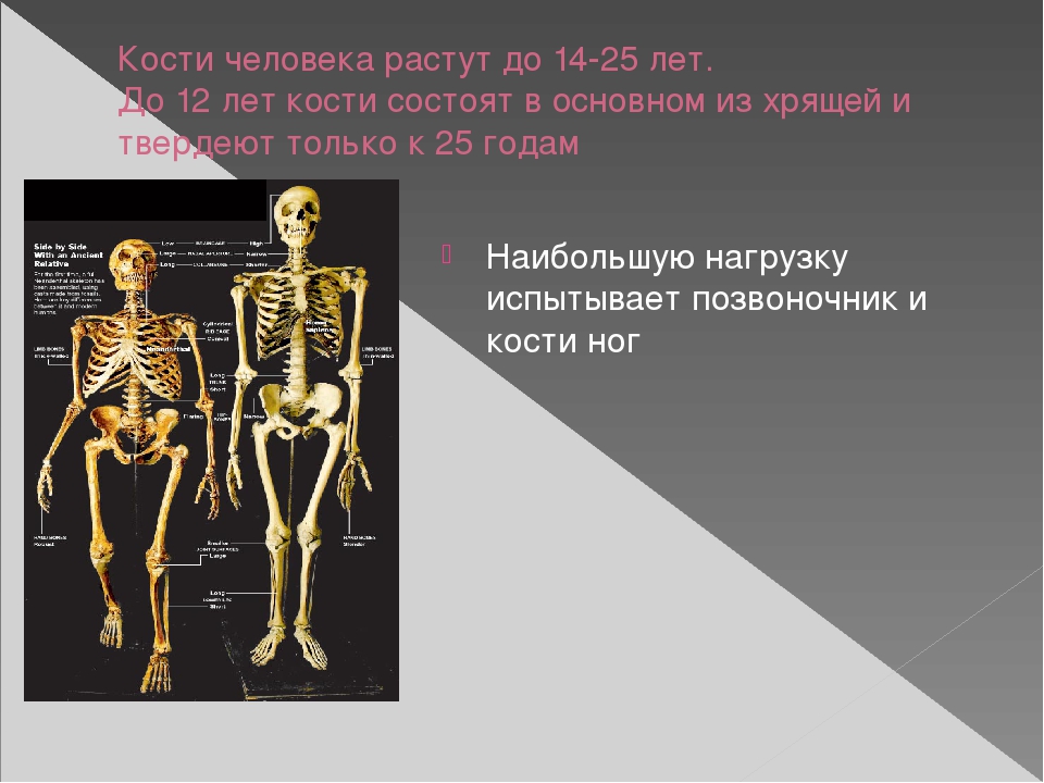 Почему кости растут. Кости человека. Кости растут. Число костей у человека. Растущий скелет.