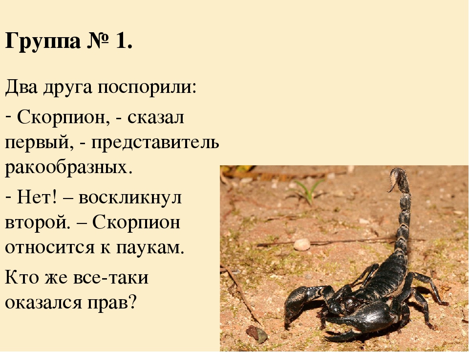 Какую среду освоил скорпион. Факты о скорпионах. К какому виду относится Скорпион. Скорпион факты о знаке.