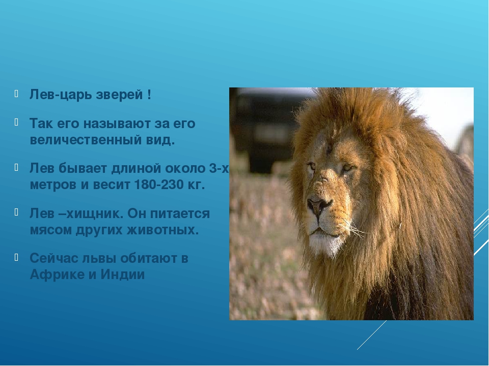 Лев какое млекопитающие. Описание Льва. Информация о Льве. Лев информация для детей. Лев картинки с описанием.
