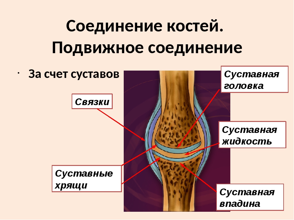 На рисунке изображен сустав