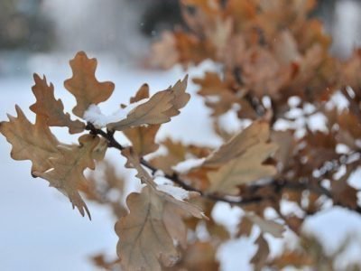 Сухая ветка для заговора