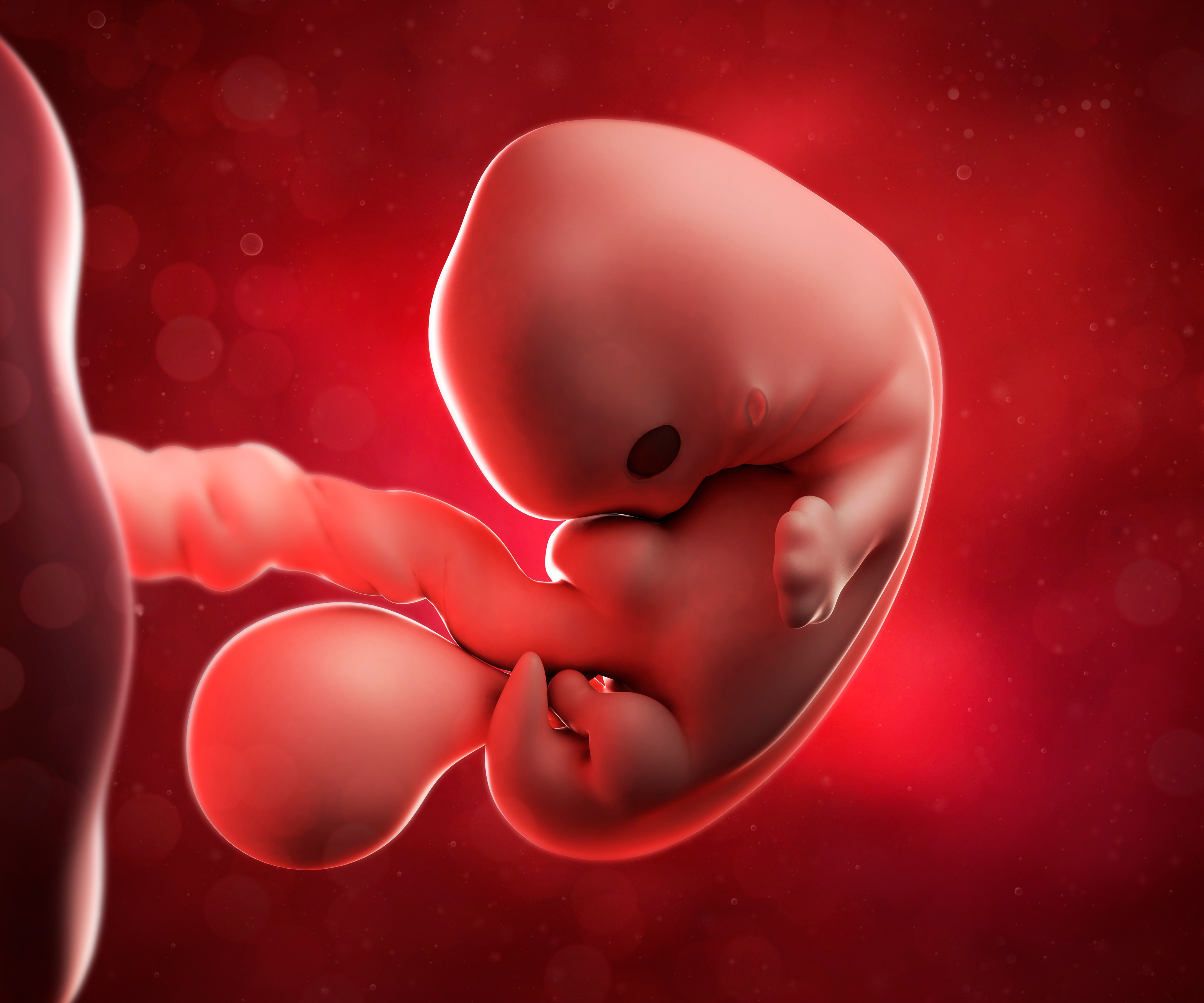 как выглядит эмбрион на 5 день