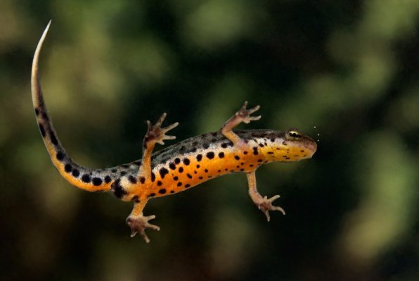 Тритон испанский фото