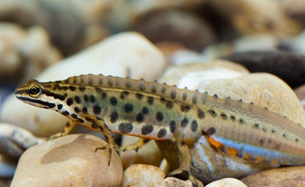 Тритон обыкновенный фото