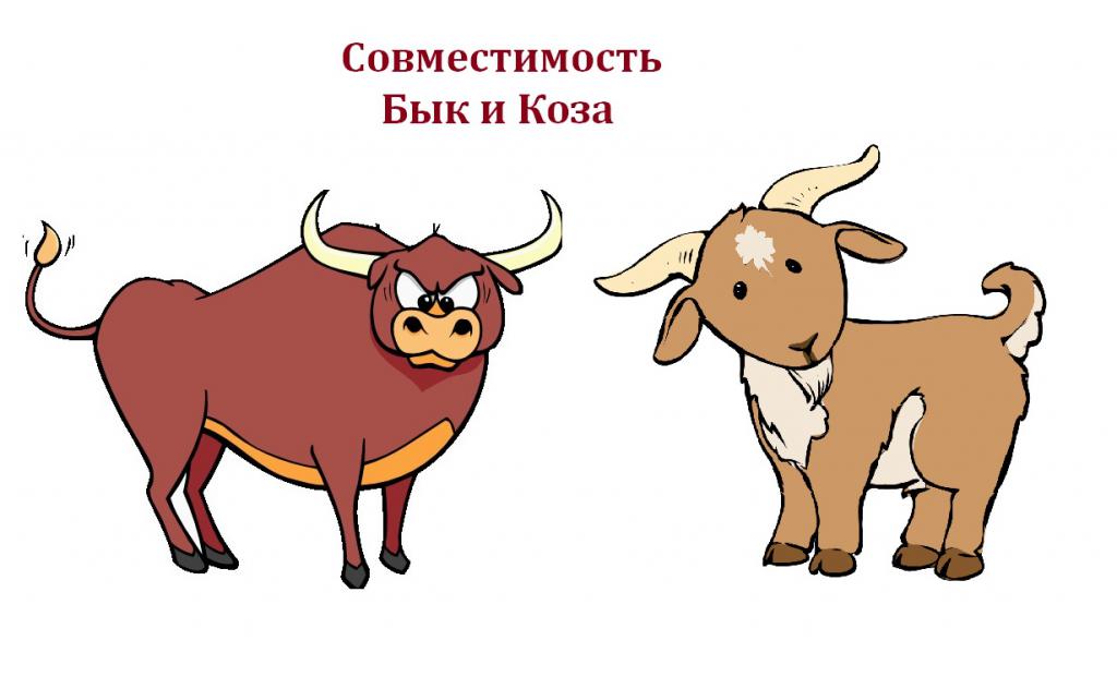 Браки мужчины быка. Бык и коза. Бык и баран. Баран и Телец. Бык и коза совместимость.