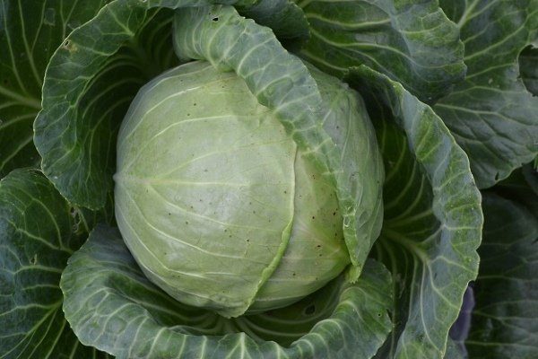 Капуста Полар