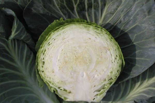 Капуста Атрия