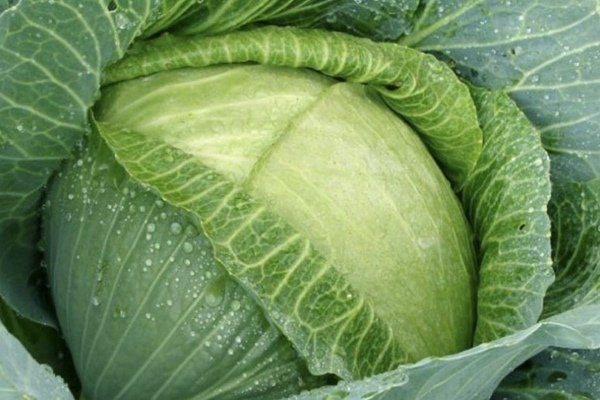 Капуста Тюркиз