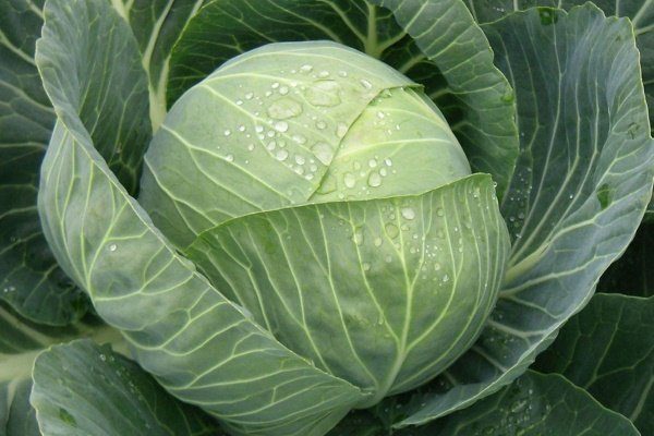 Капуста подарок