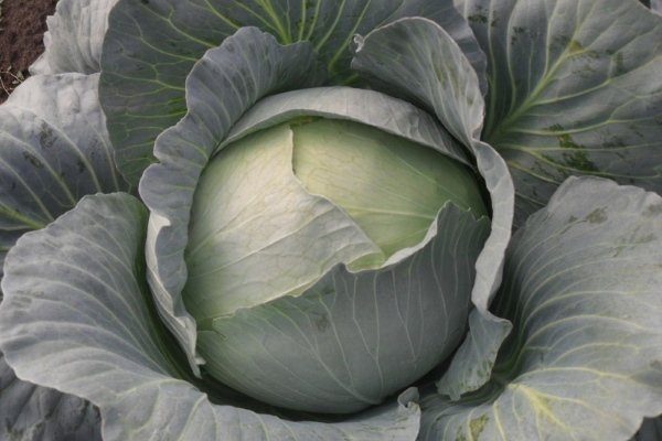 Капуста Агрессор