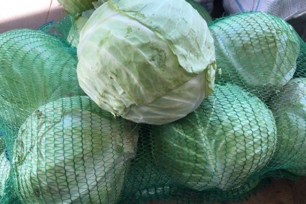 Капуста Тобиа