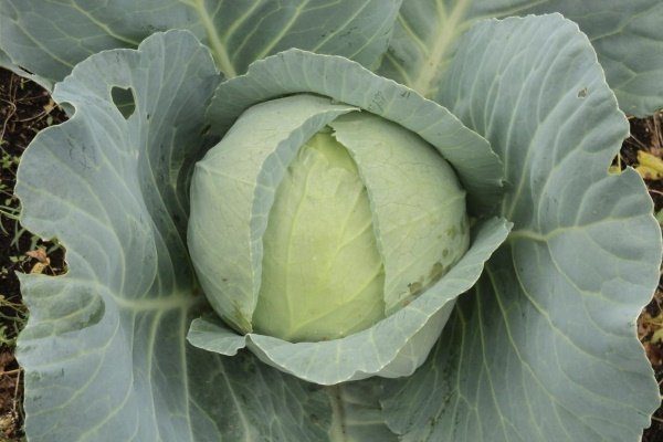 Капуста Амагер 611