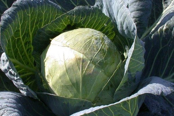 Капуста Белорусская 455