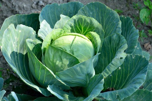 Капуста Казачок