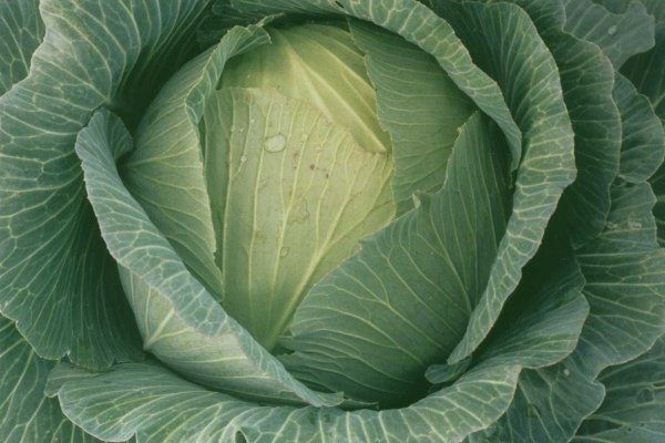 Капуста Харьковская зимняя