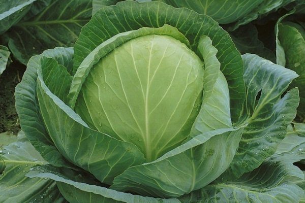 Капуста Июньская