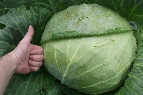 Капуста Магатон