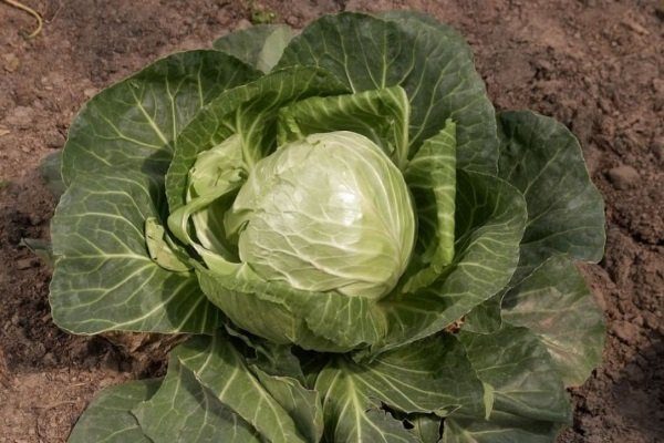 Капуста Московская поздняя