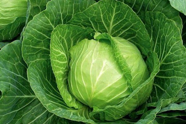 Капуста Квашенка