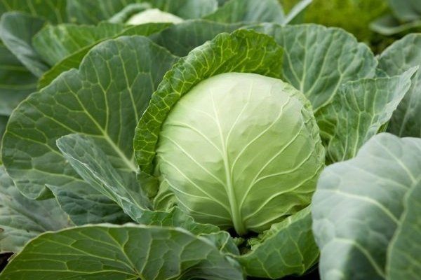 Капуста сорта Юбилейный