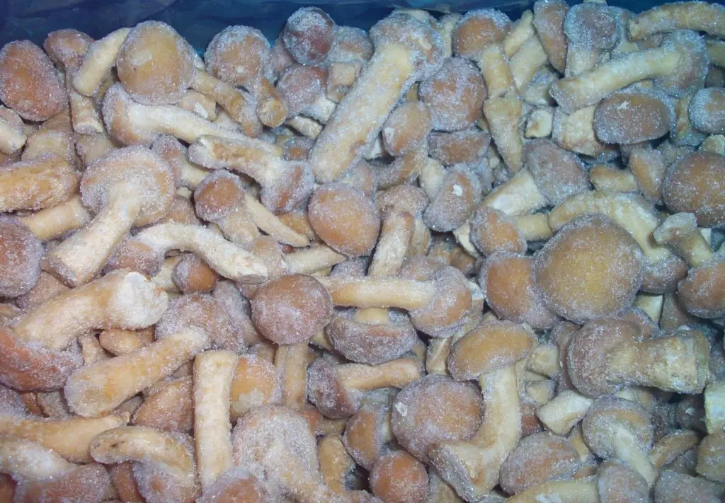 Как правильно заморозить собранные грибы