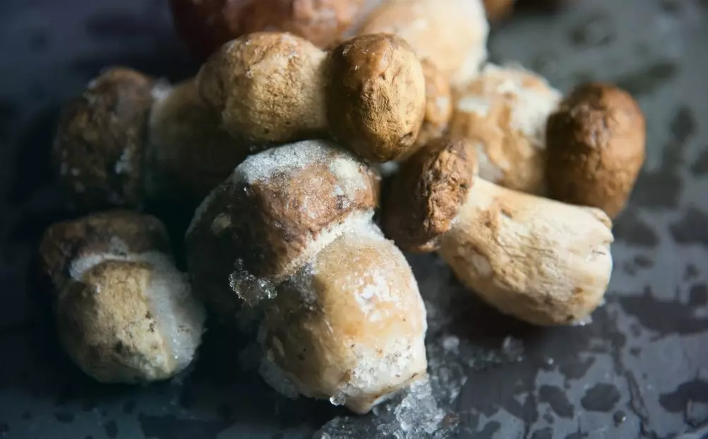 Как правильно заморозить собранные грибы