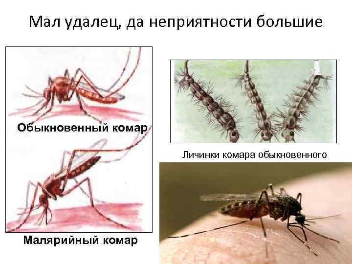 Сколько живут комары обыкновенные. Размножение малярийного комара. Комар малярийный и обыкновенный. Размножение комаров. Продолжительность жизни комара обыкновенного.