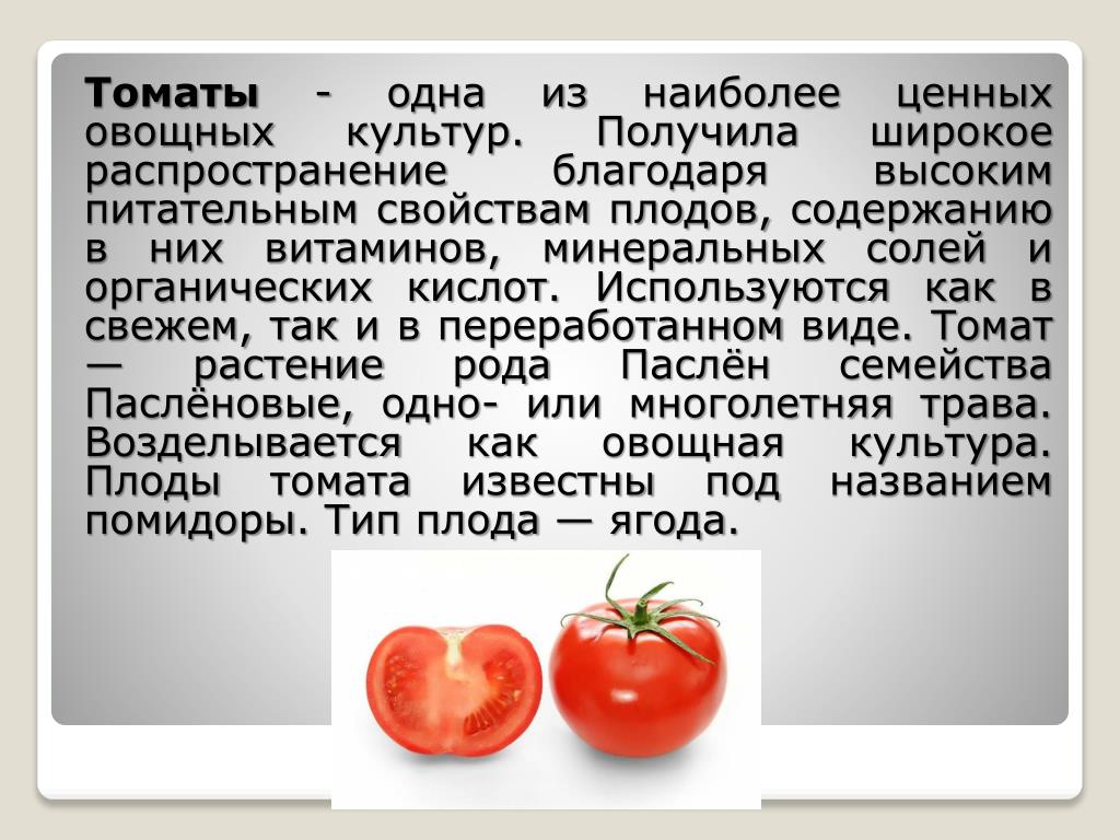 Можно ли в год помидоры. Сообщение о томате. Томат доклад. Доклад про помидор. О помидорах кратко.