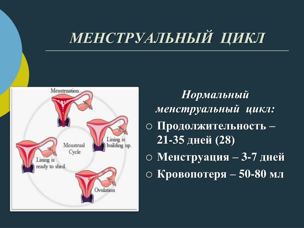 Могут ли поменяться месячные. Менструальный цикл. Цикл менструационного цикла. Месячные цикл. Менструальный цикл менструальный цикл.