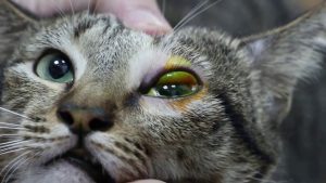 cat with conjunctivitis