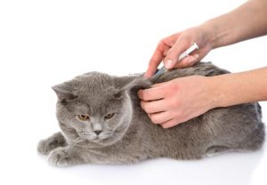 cat vaccination