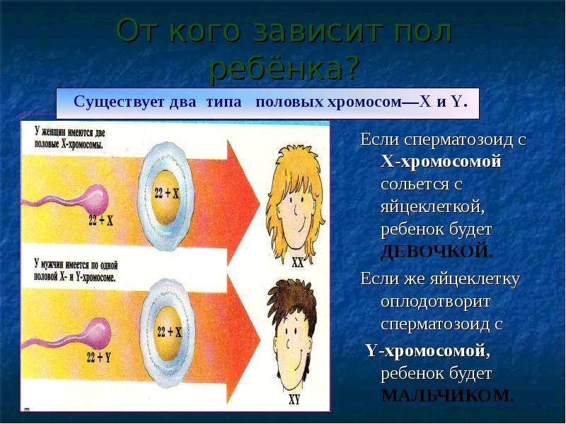 В яйцеклетке человека содержится 23 хромосомы. Сколько живут сперматозоиды. От кого зависит пол ребенка. Женские и мужские сперматозоиды. Сперматозоид с x хромосомой.