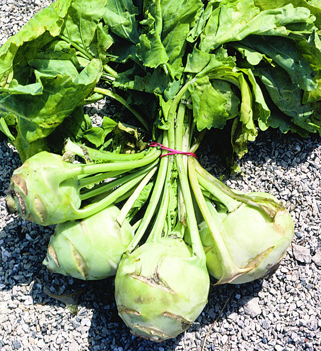 Какую капусту можно. Капуста кольраби. Кольраби, Репная капуста. Kohlrabi Cabbage. Сорта капусты кольраби.