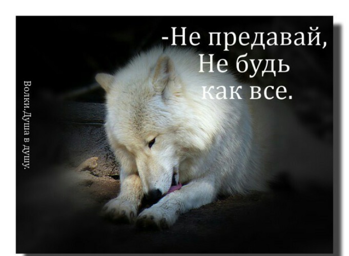 Не предавай меня. Волка предали. Волк не предаст. Волк предательство. Волк не предаст волчицу.