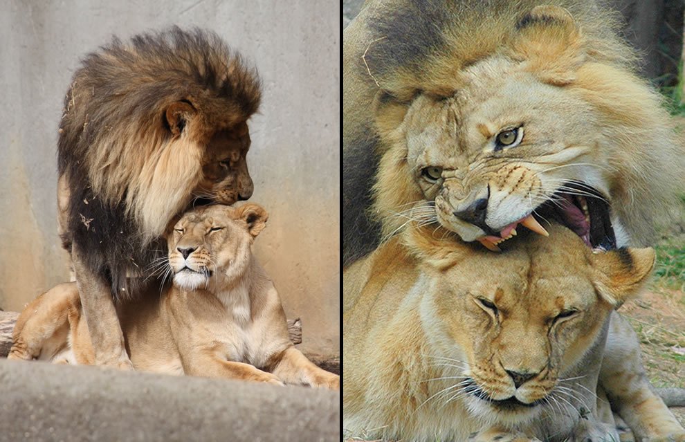 Как вести себя с мужчиной львов. Лев и львица. Лев и львица любовь. Лев и пантера. Лев и тигр.